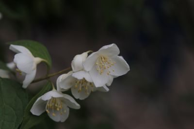 城市花期