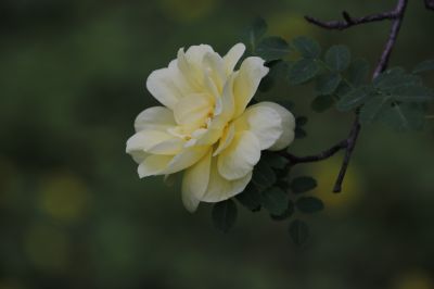 城市花期