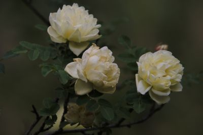 城市花期