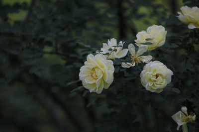 城市花期
