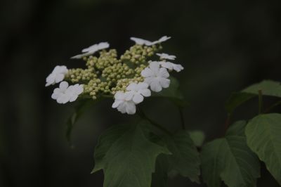 城市花期