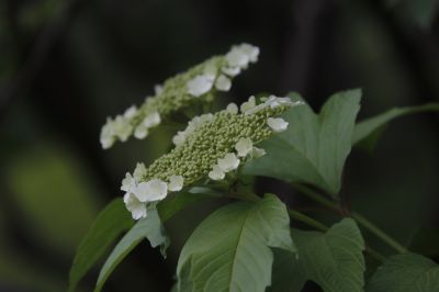 城市花期