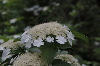 城市花期