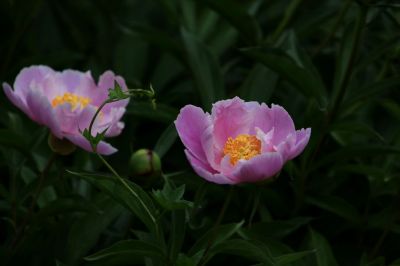 城市花期