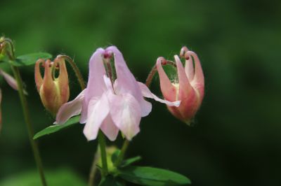 城市花期