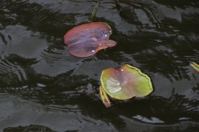 城市花期