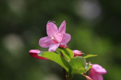 城市花期