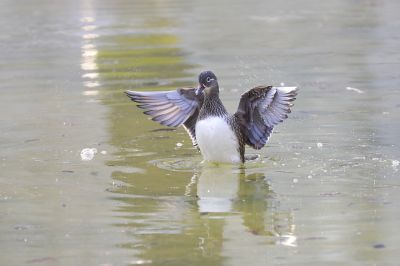 春天