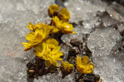 冰凌花