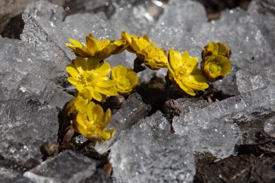 冰凌花