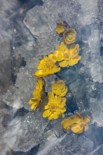 冰凌花