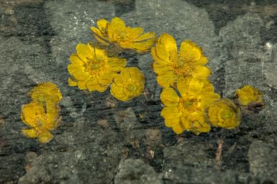 冰凌花