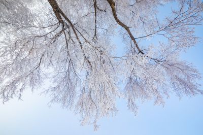 何家沟入江口雾凇图（1月份照片）