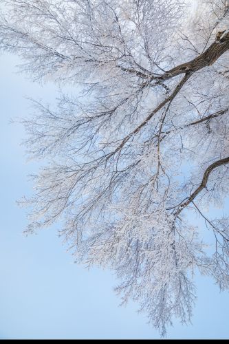 何家沟入江口雾凇图（1月份照片）