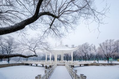 冬日太阳岛雪博会（1月份照片）