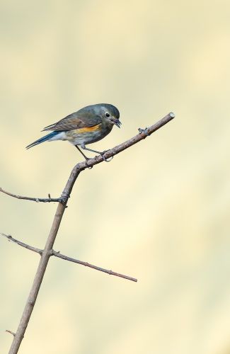 红肋蓝尾鸲
