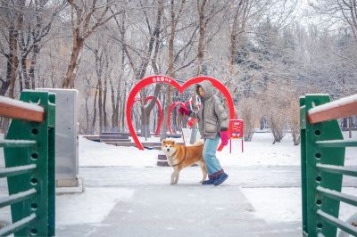 雪中的黛秀湖公园 （1月份照片）
