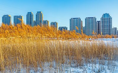 外滩湿地冬季景色（2月21日）