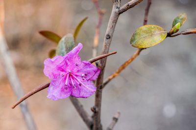 兆麟公园达子香野杜鹃