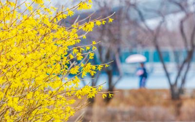 金河公园初春景色