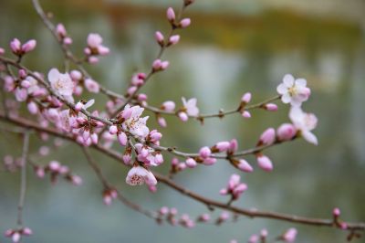 春花