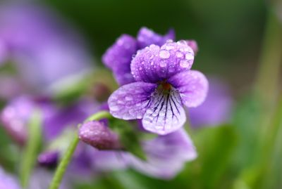 早开堇菜 哈尔滨太阳岛公园野地上最小的野花