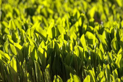 谷雨时节索菲亚广场春花盛开