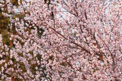 山桃花开