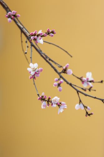 山桃花开