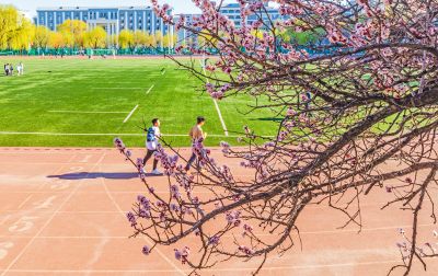 哈工程大学的春天桃花盛开 