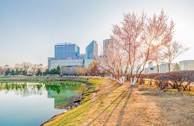 春季市政府广场荷花池杏花 