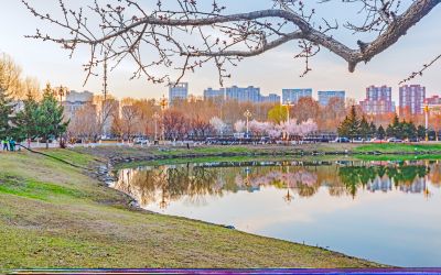 春季市政府广场荷花池杏花 