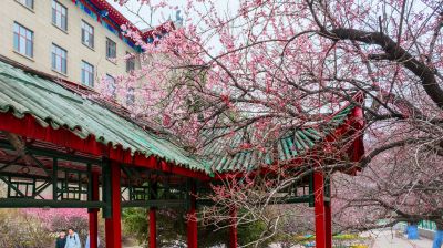 哈尔滨工程大学杏花初绽