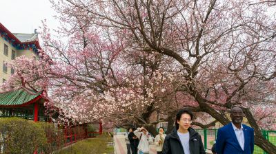 哈尔滨工程大学杏花初绽