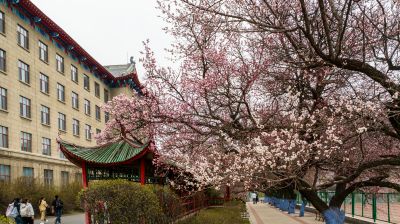 哈尔滨工程大学杏花初绽