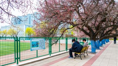 哈尔滨工程大学杏花初绽