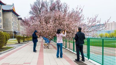 哈尔滨工程大学杏花初绽