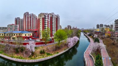 马家沟河春花绽放