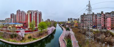 马家沟河春花绽放