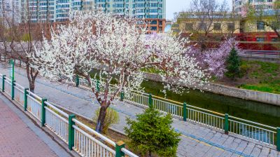 马家沟河春花绽放