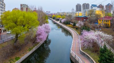 马家沟河春花绽放