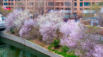 马家沟河春花绽放