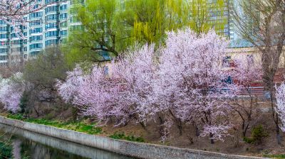 马家沟河春花绽放