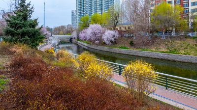 马家沟河春花绽放