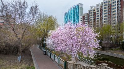 马家沟河春花绽放