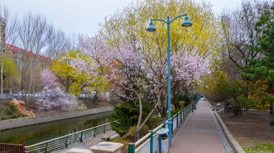 马家沟河春花绽放