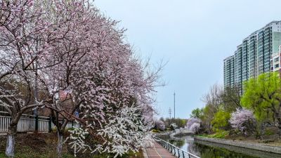 马家沟河春花绽放