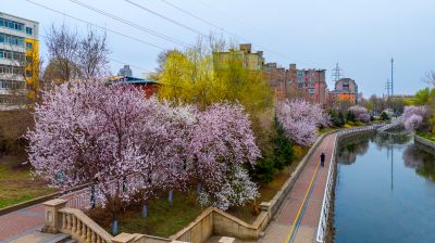 马家沟河春花绽放