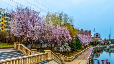 马家沟河春花绽放