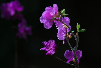野杜鹃花开的季节